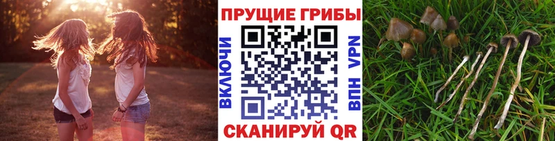 Псилоцибиновые грибы MAGIC MUSHROOMS  сайты даркнета состав  Сурск 